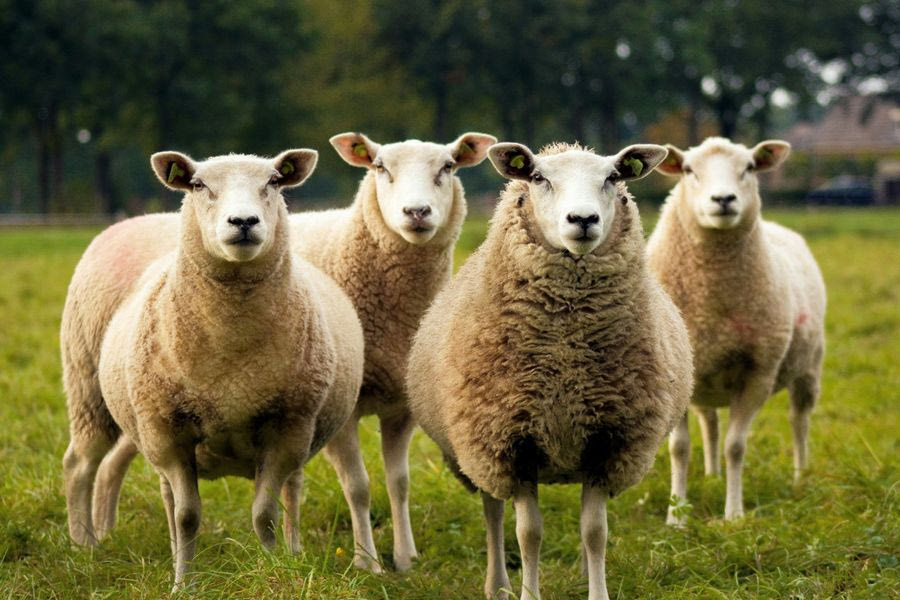 Ευλογιά στα αιγοπρόβατα: Αποζημιώσεις στους κτηνοτρόφους και μέτρα ανάσχεσης της κρίσης