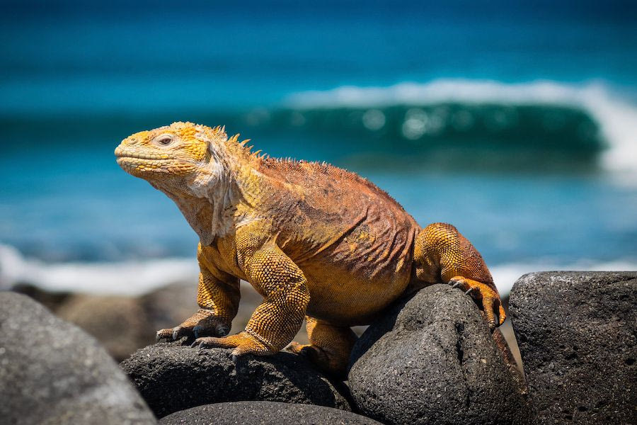 Ιγκουάνα έκανε βόλτες στο κέντρο των Χανίων