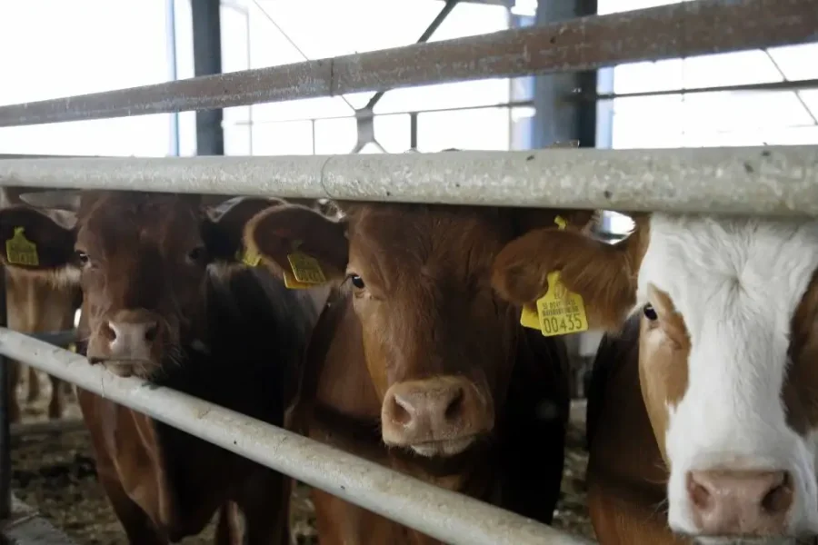 Τουρκία: Δεκάδες αγελάδες πέθαναν και 140 γέννησαν πάνω σε ένα πλοίο που ερχόταν από Ουρουγουάη – Το «μπλόκαραν» εν πλω