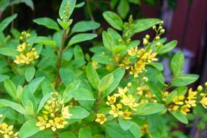 Το δέντρο που μπορεί να καλλιεργηθεί σε γλάστρα και γεμίζει τον κήπο σας με φυσικό άρωμα