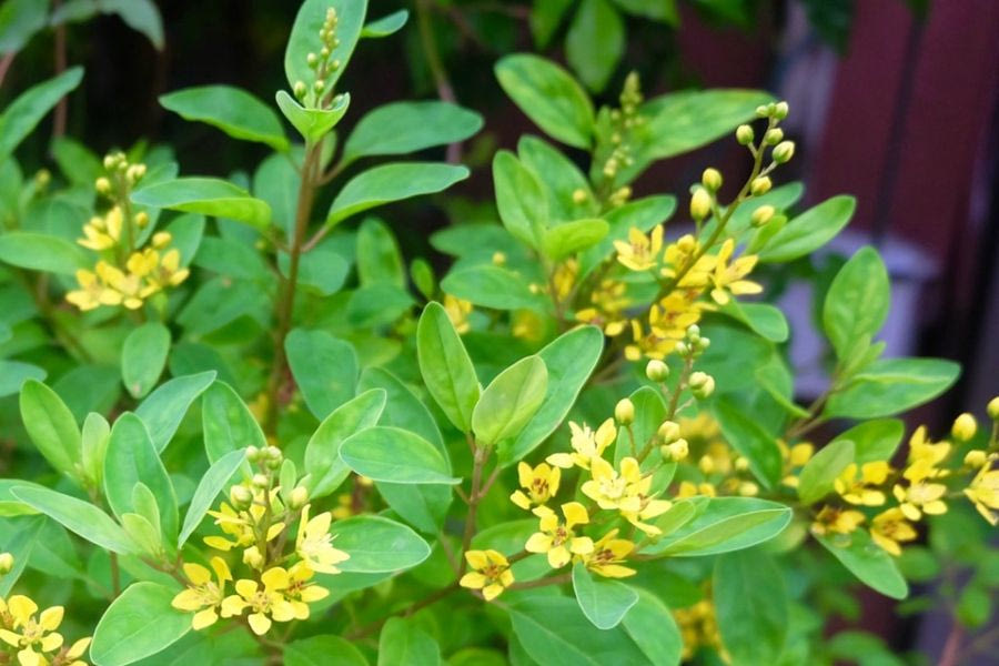 Το δέντρο που μπορεί να καλλιεργηθεί σε γλάστρα και γεμίζει τον κήπο σας με φυσικό άρωμα