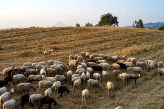Αφθώδης πυρετός: Αυξάνονται τα κρούσματα στη Λέσβο – Έφτασαν τα 43 συνολικά