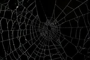 Ο μεγαλύτερος ιστός αράχνης στον κόσμο ανακαλύφθηκε στην Ελλάδα