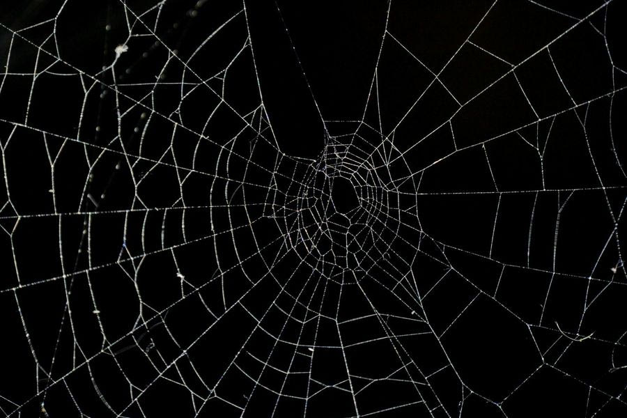 Ο μεγαλύτερος ιστός αράχνης στον κόσμο ανακαλύφθηκε στην Ελλάδα