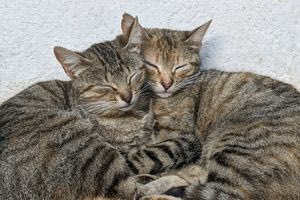 Γονιδιακή μελέτη αποκαλύπτει την πρώτη εμφάνιση της κατοικίδιας γάτας στην Ευρώπη