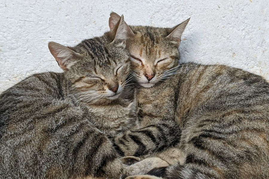 Γονιδιακή μελέτη αποκαλύπτει την πρώτη εμφάνιση της κατοικίδιας γάτας στην Ευρώπη