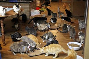 Βαριά «καμπάνα» σε γυναίκα που είχε 23 γάτες – Ζούσαν σε άθλιες συνθήκες