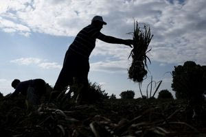 ΥΠΑΑΤ: 96 εκατ. ευρώ για μείωση αποτυπώματος άνθρακα σε αρόσιμες καλλιέργειες