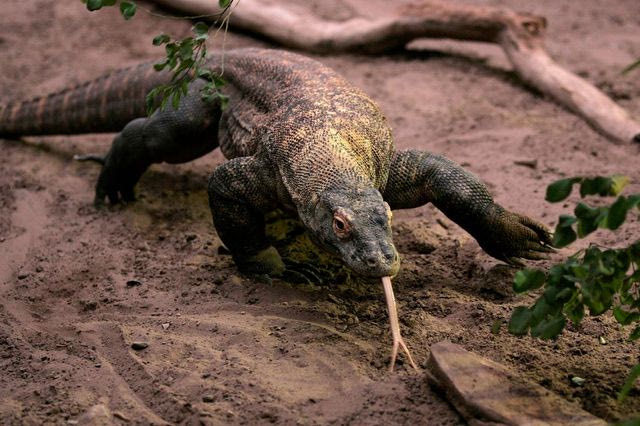 Πώς βρέθηκε ο Δράκος του Κόμοντο στη Θεσσαλονίκη μετά από 4 εκατ. χρόνια;