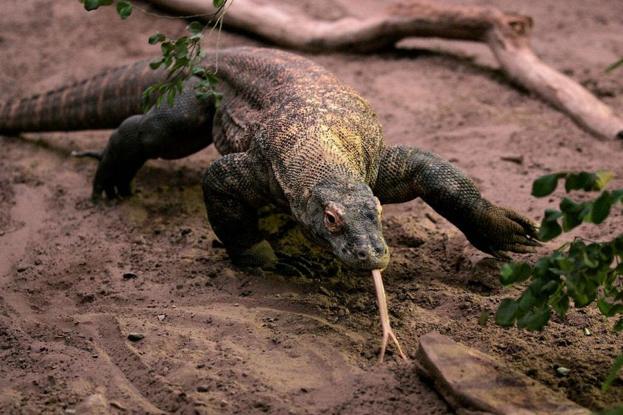 Πώς βρέθηκε ο Δράκος του Κόμοντο στη Θεσσαλονίκη μετά από 4 εκατ. χρόνια;