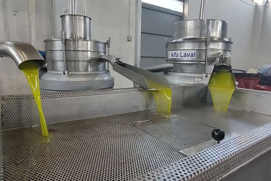 Ο δάκος «ανέβασε» την οξύτητα