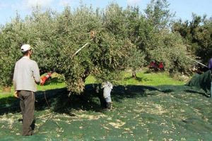 «Βαρύ» κλίμα στα λιόφυτα – Πίεση και αγωνία για την έκβαση της χρονιάς