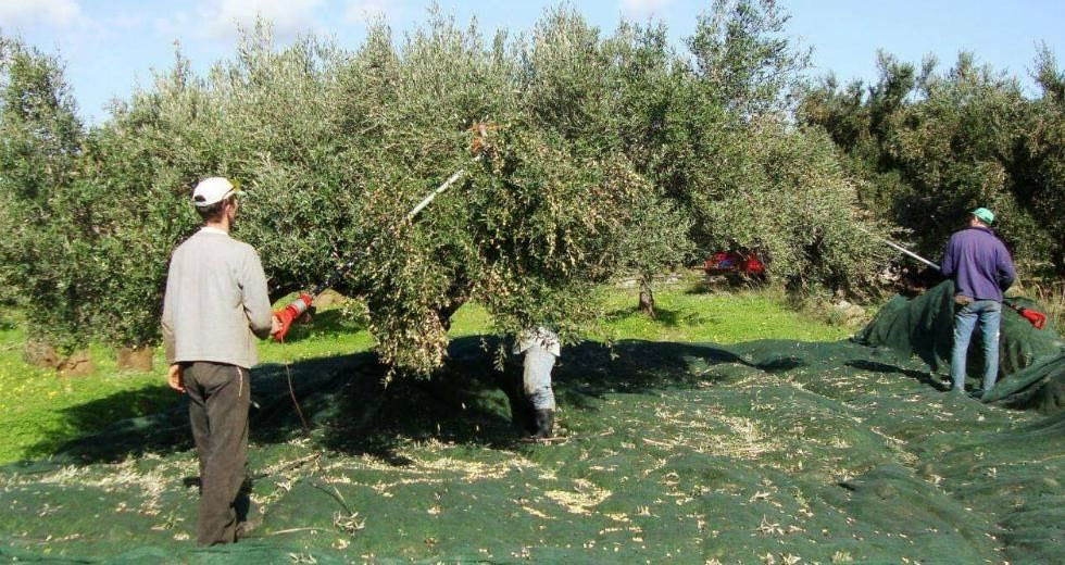 «Βαρύ» κλίμα στα λιόφυτα – Πίεση και αγωνία για την έκβαση της χρονιάς