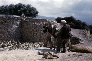 Aγγειοπλάστης με τον γάιδαρό του