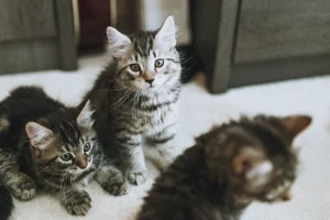 Πρωτοφανές περιστατικό στη Θεσσαλονίκη: Ζευγάρι εξέτρεφε 51 γάτες για να τις φάει