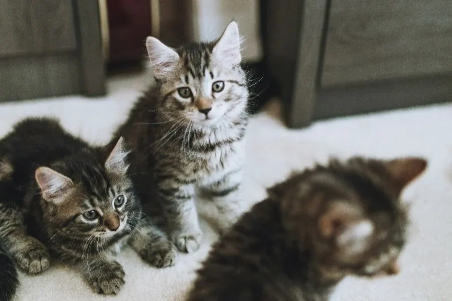 Πρωτοφανές περιστατικό στη Θεσσαλονίκη: Ζευγάρι εξέτρεφε 51 γάτες για να τις φάει