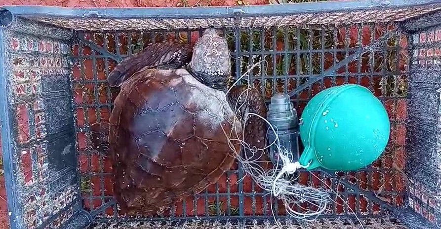 Ενυδρείο Κρήτης: Άλλη μία χελώνα θα επιστρέψει στο φυσικό της περιβάλλον