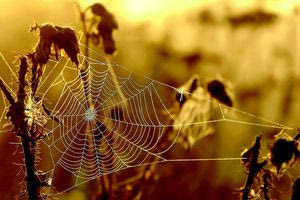 Στα σύνορα Ελλάδας – Αλβανίας ο μεγαλύτερος ιστός αραχνών στον κόσμο