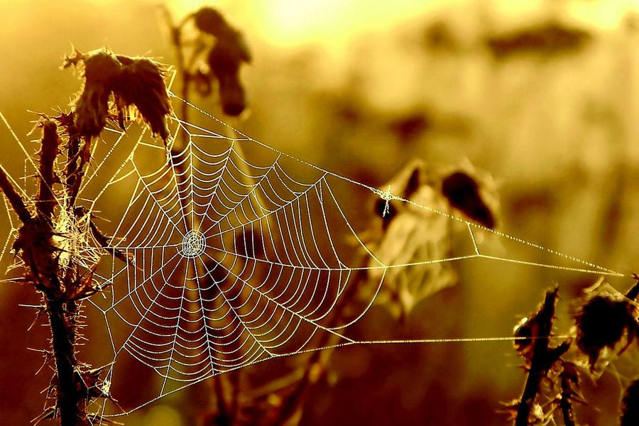 Στα σύνορα Ελλάδας – Αλβανίας ο μεγαλύτερος ιστός αραχνών στον κόσμο