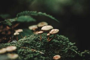 Δηλητηρίαση από μανιτάρια: Αυτό είναι το πρώτο και πιο ανησυχητικό σύμπτωμα