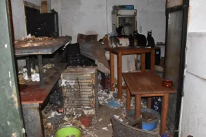 Δονούσα: Άνδρας είχε φυλακισμένες 58 γάτες μέσα στα σκουπίδια και τη βρωμιά