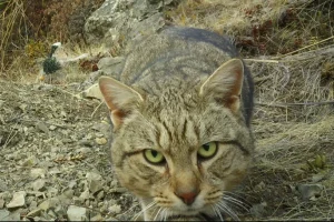Η Νέα Ζηλανδία θα εξοντώσει όλες τις αδέσποτες άγριες γάτες ως το 2050