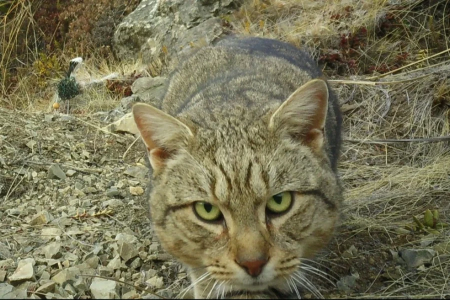 Η Νέα Ζηλανδία θα εξοντώσει όλες τις αδέσποτες άγριες γάτες ως το 2050