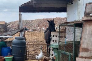 Ένα κολαστήριο ζώων στα παλιά Σφαγεία της Νέας Αλικαρνασσού