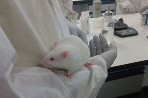 Η Βρετανία βάζει στοπ στη χρήση πειραματόζωων