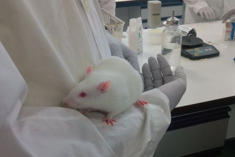 Η Βρετανία βάζει στοπ στη χρήση πειραματόζωων