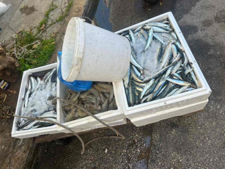 Κατασχέθηκαν πάνω από 150 κιλά ψάρια σε λαϊκές αγορές στον Πειραιά – «Διακινούνταν χωρίς κανέναν υγειονομικό έλεγχο»