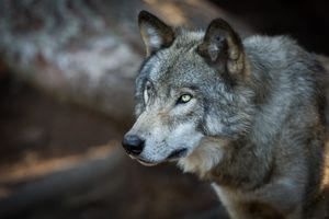 Χαλκιδική: Νέα εμφάνιση λύκου μέσα σε οικισμό