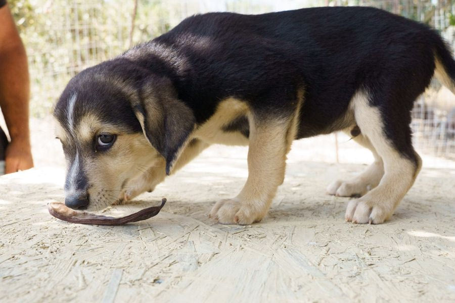 «Αδέσποτα Ζώα Συντροφιάς»: Νέα ειδική κατηγορία στην ιστοσελίδα του Δήμου Μινώα Πεδιάδας
