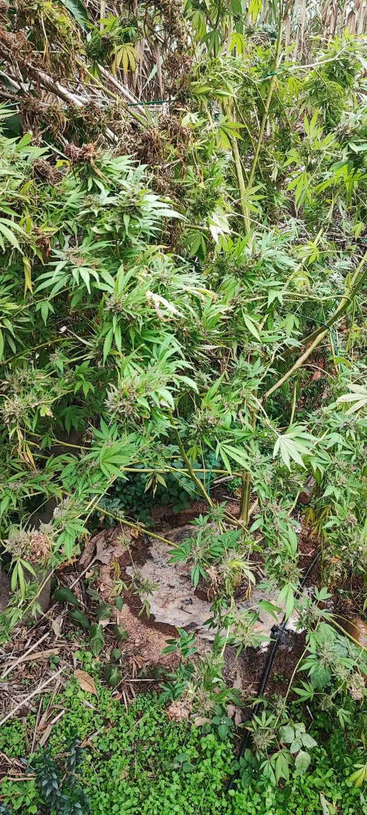 Χανιά: Συνελήφθησαν δύο άνδρες για καλλιέργεια και διακίνηση κάνναβης