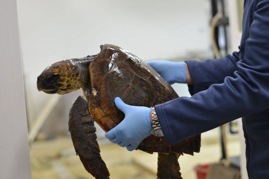 Ενυδρείο Κρήτης: Δύο χελώνες επιστρέφουν στο φυσικό τους περιβάλλον