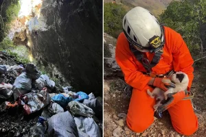 Κτηνωδία στο Πήλιο: Πέταξαν κουτάβια σε γκρεμό 20 μέτρων – Σώθηκε μόλις ένα