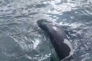 Μια σπάνια επισκέπτρια στο ενετικό λιμάνι των Χανίων