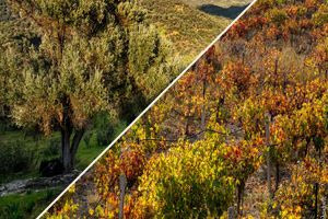 “Υγιή εδάφη για υγιείς πόλεις”