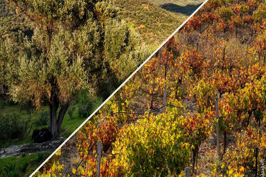 “Υγιή εδάφη για υγιείς πόλεις”