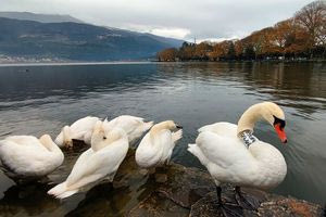 Μια ιστορία (φτερωτής) αγάπης και απώλειας που έγινε μια ιστορία για νέο ξεκίνημα