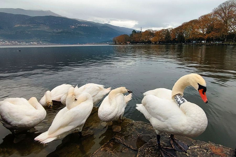 Μια ιστορία (φτερωτής) αγάπης και απώλειας που έγινε μια ιστορία για νέο ξεκίνημα