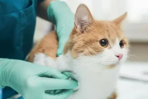 Συνεχίζεται η παροχή κτηνιατρικών υπηρεσιών από το Δήμο Ηρακλείου