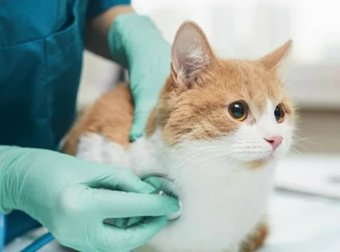 Συνεχίζεται η παροχή κτηνιατρικών υπηρεσιών από το Δήμο Ηρακλείου