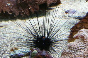 Θαλάσσια πανδημία αφανίζει τους αχινούς