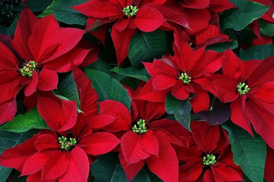 Το σημείο του σπιτιού όπου πρέπει να τοποθετήσετε το αλεξανδρινό, σύμφωνα με το φενγκ σούι