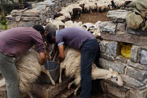 Κάλεσμα του δήμου Ανωγείων για στήριξη των αγροτικών κινητοποιήσεων