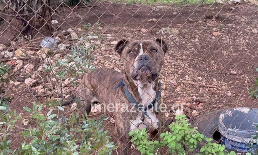 Ζάκυνθος: Την Τετάρτη το τελευταίο αντίο στον 2χρονο που σκοτώθηκε από τον σκύλο της οικογένειας