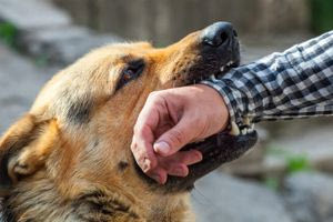 ΕΟΔΥ: Χιλιάδες πολίτες από δάγκωμα σκύλου στο νοσοκομείο το 2023