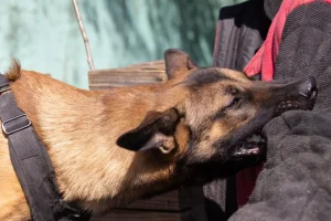 Δάγκωμα σκύλου: Έστειλε πάνω από 2.800 άτομα στο νοσοκομείο σε ένα έτος