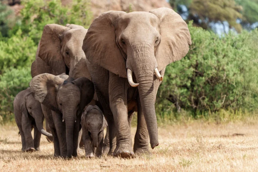 Ινδία: Επτά ελέφαντες σκοτώθηκαν κατά τη σύγκρουση επιβατικού τρένου με κοπάδι